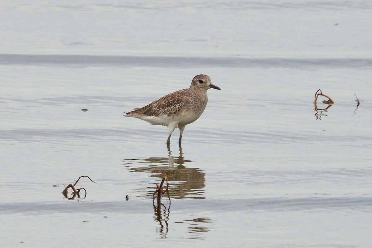 Black-bellied Plover - libicni Rivero