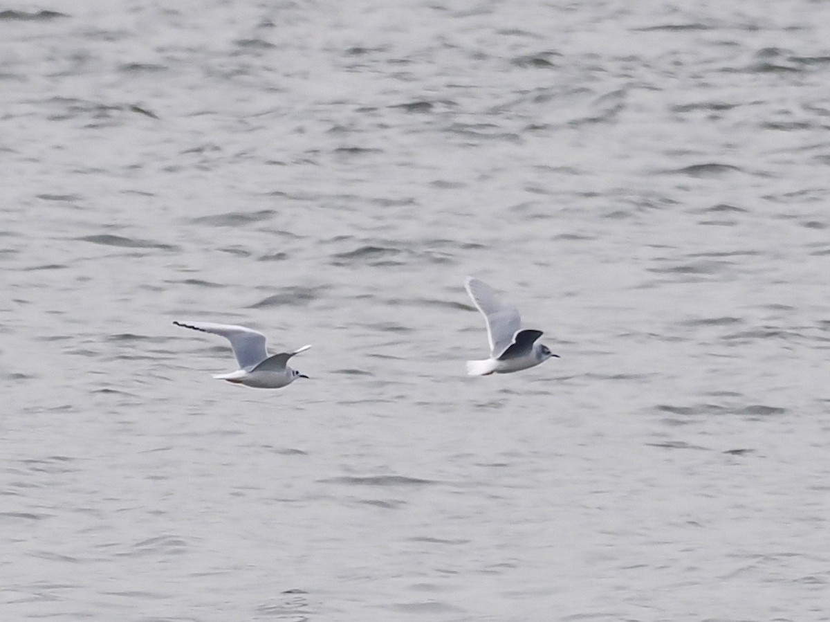 Little Gull - ML520387271