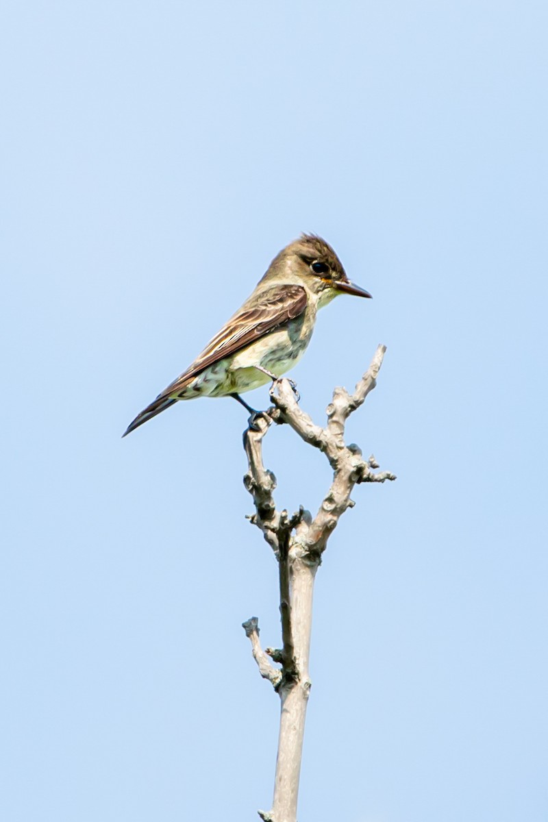 Olive-sided Flycatcher - Maxwell Giffen
