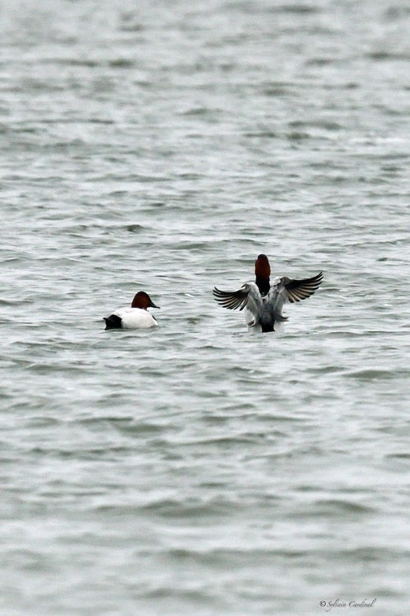 Canvasback - ML520388751