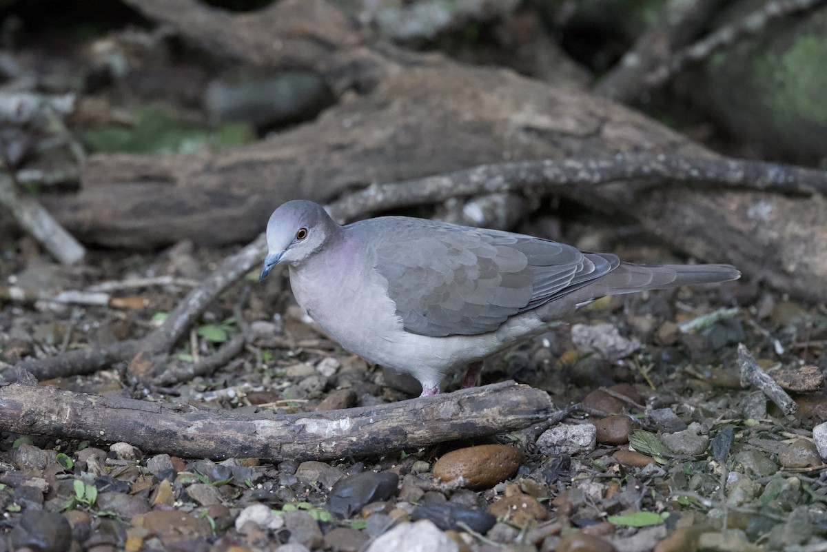 White-tipped Dove - ML520389571