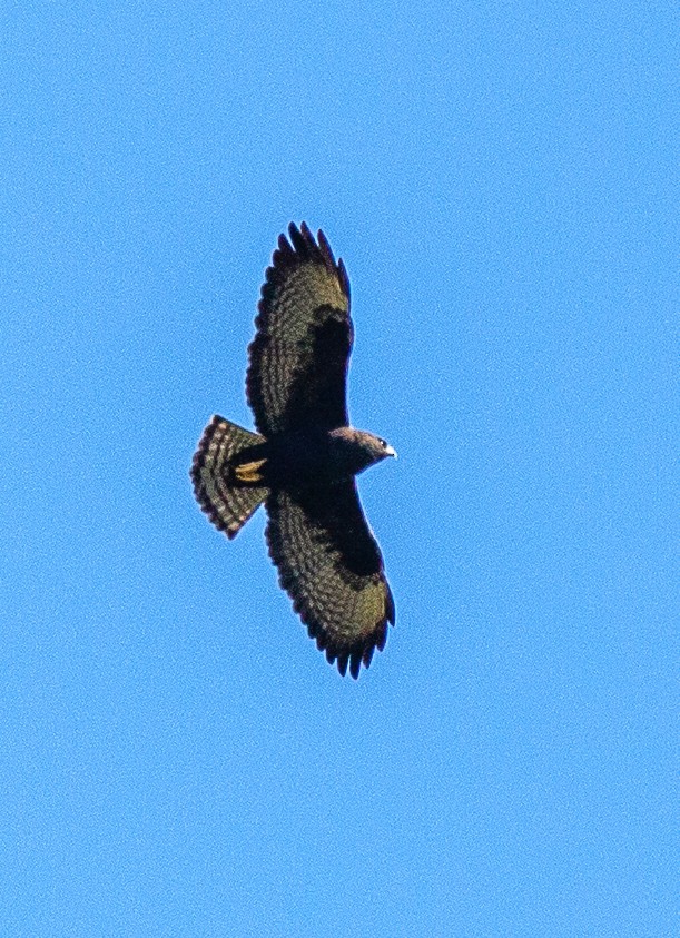 Short-tailed Hawk - ML520389961
