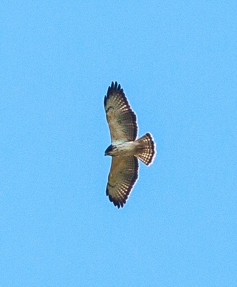 Short-tailed Hawk - ML520389971