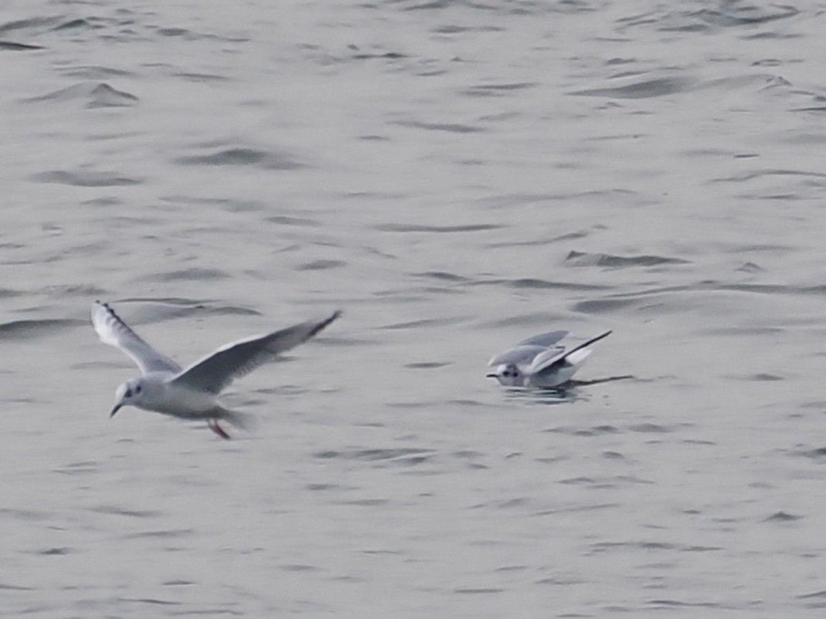 Little Gull - ML520390071