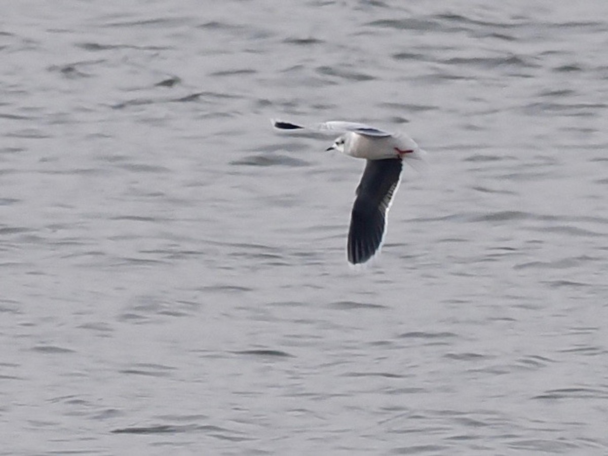 Little Gull - ML520391801