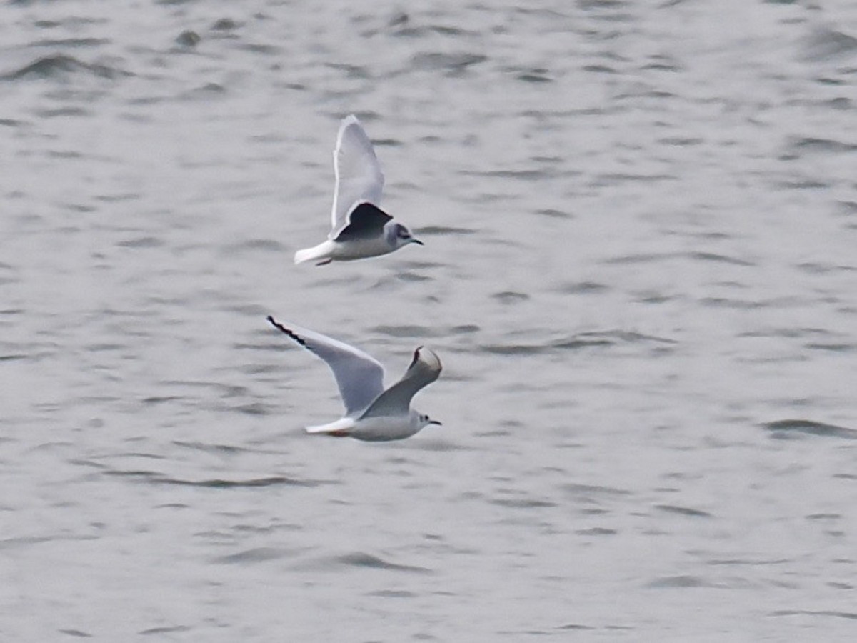 Little Gull - ML520391811