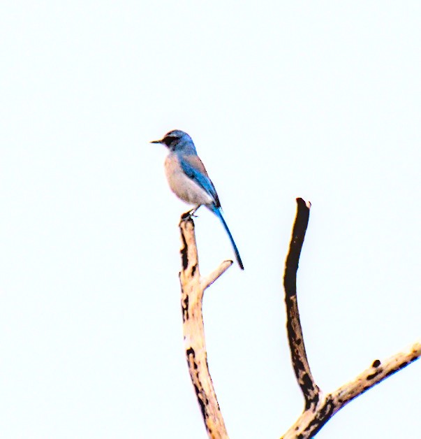 Woodhouse's Scrub-Jay - ML520391931