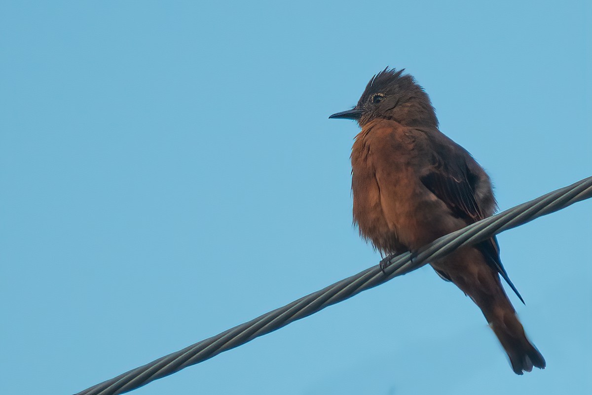 Cliff Flycatcher - ML520392191