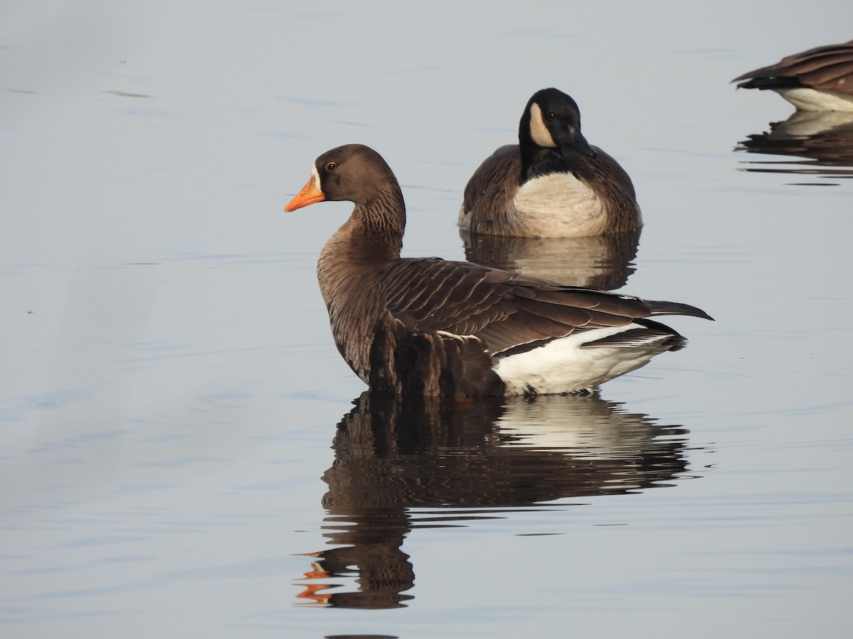 Greater White-fronted Goose - ML520392871