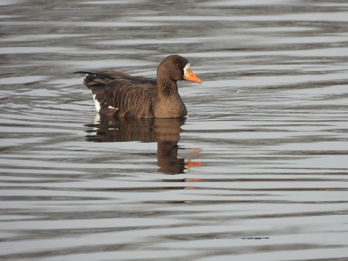 Greater White-fronted Goose - ML520393021