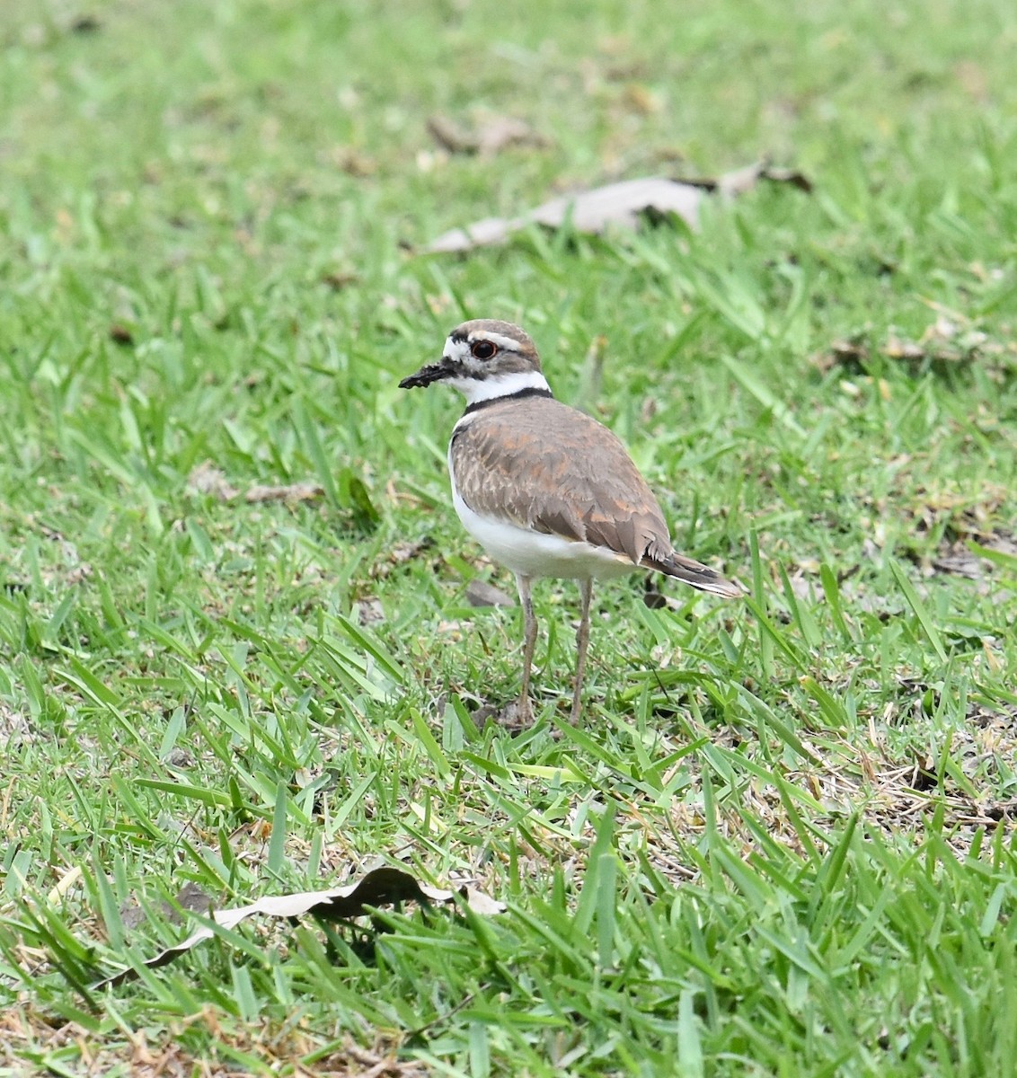 Killdeer - ML52039581