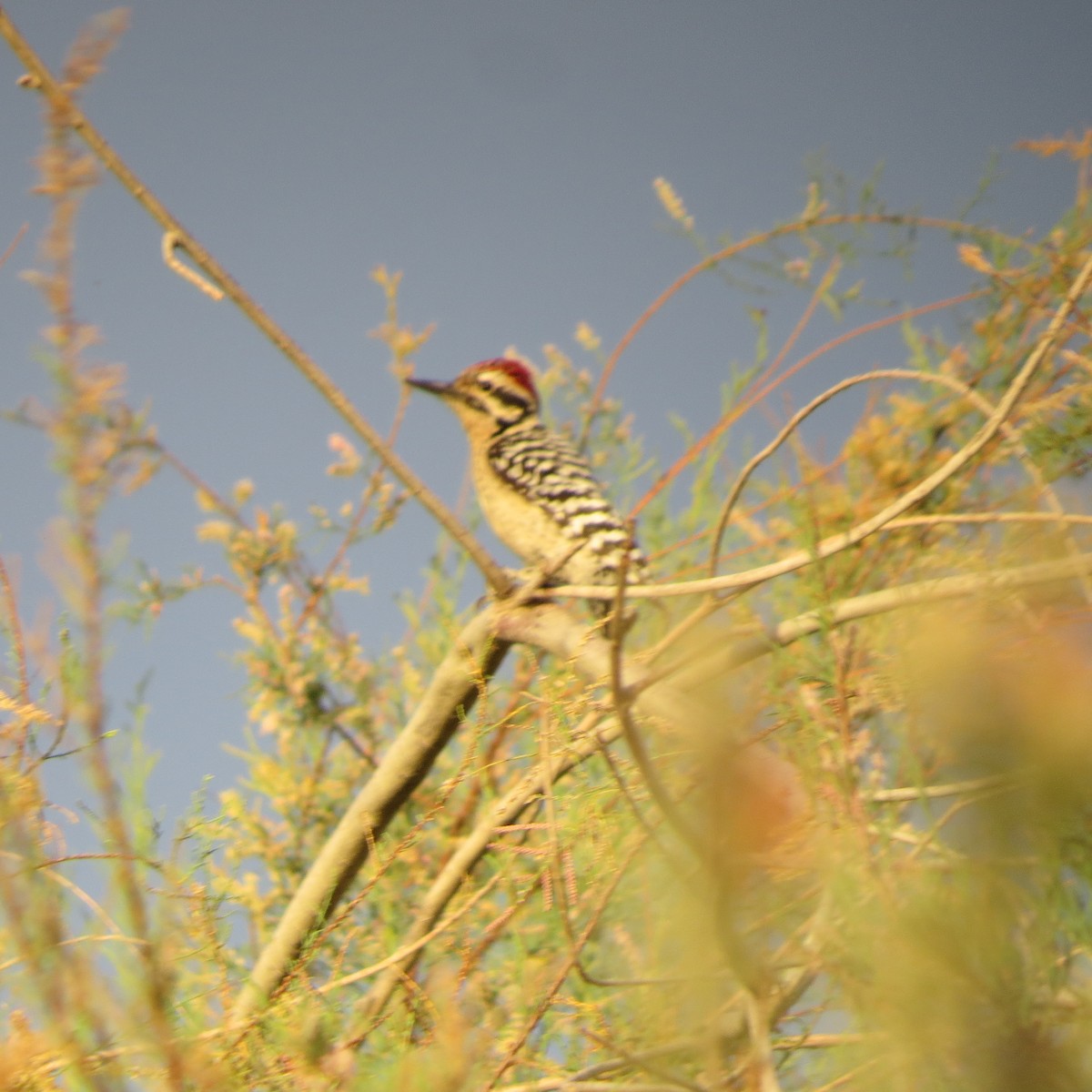 Ladder-backed Woodpecker - Nick Ramsey