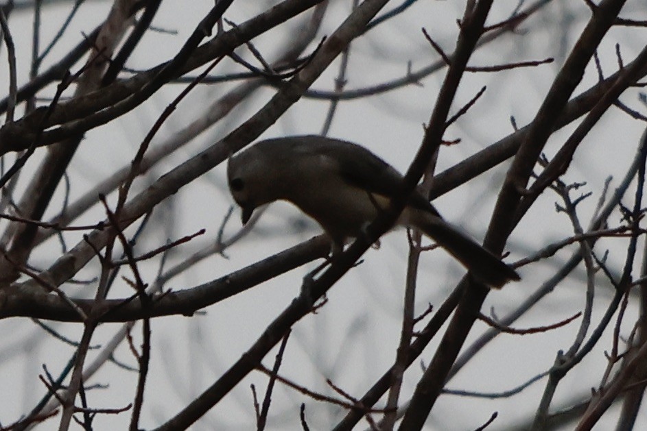 Tufted Titmouse - ML520397811