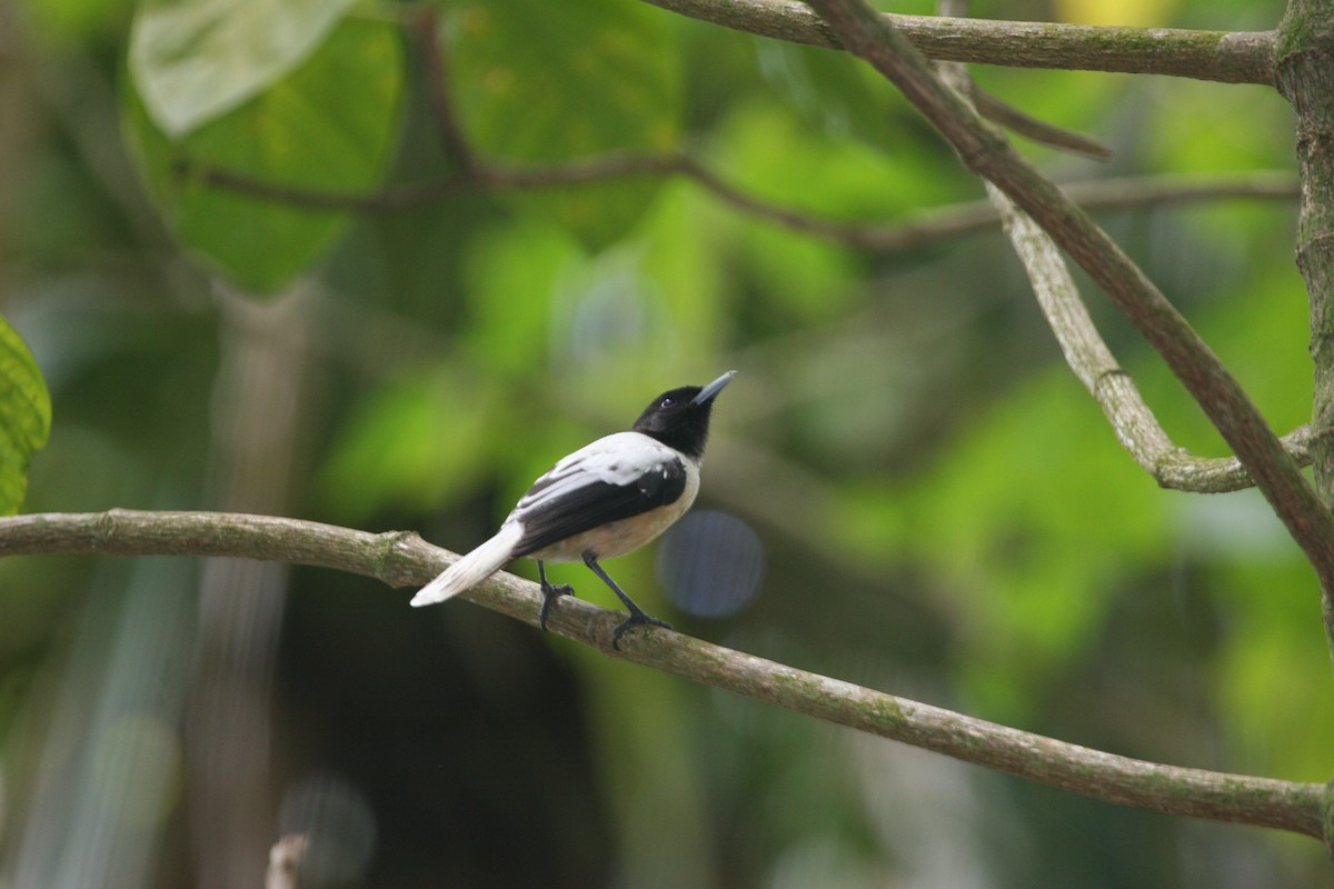 Marquesan Monarch - ML520398321