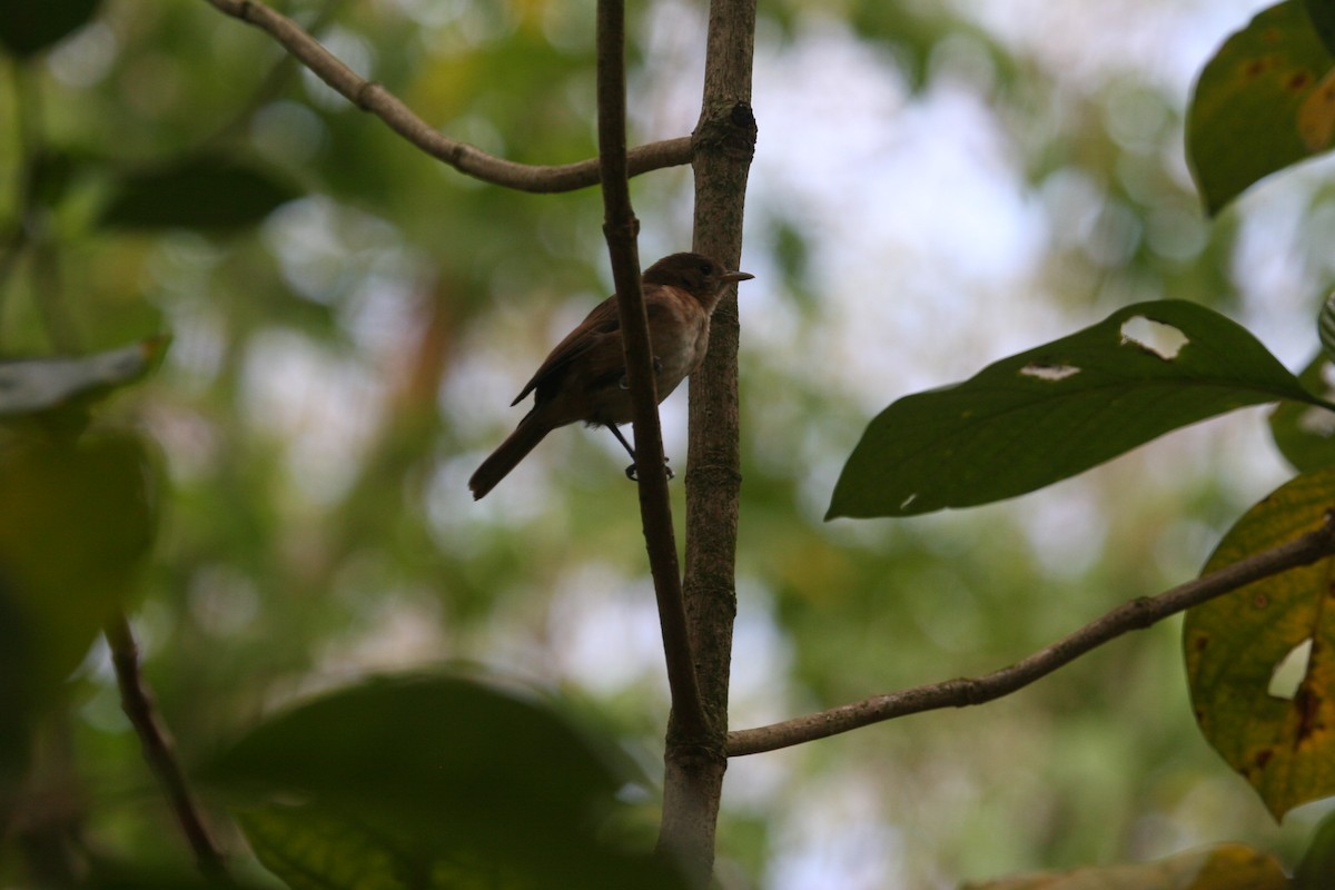 Marquesan Monarch - ML520398451