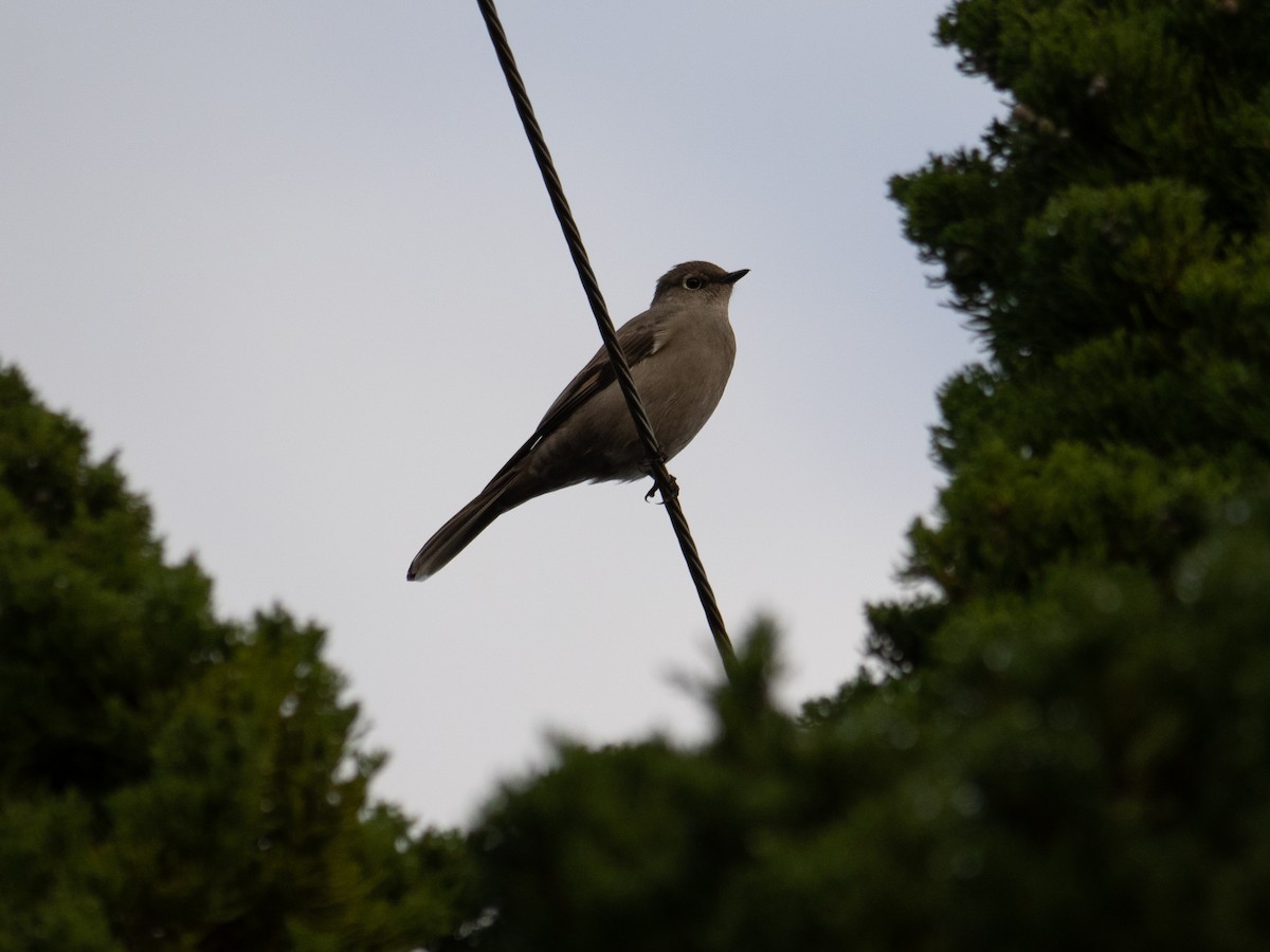 Townsend's Solitaire - ML520398661