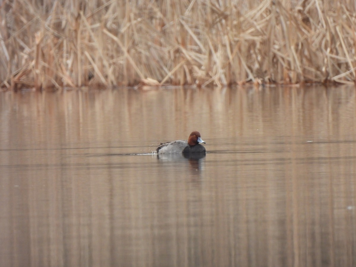 Redhead - ML520398931