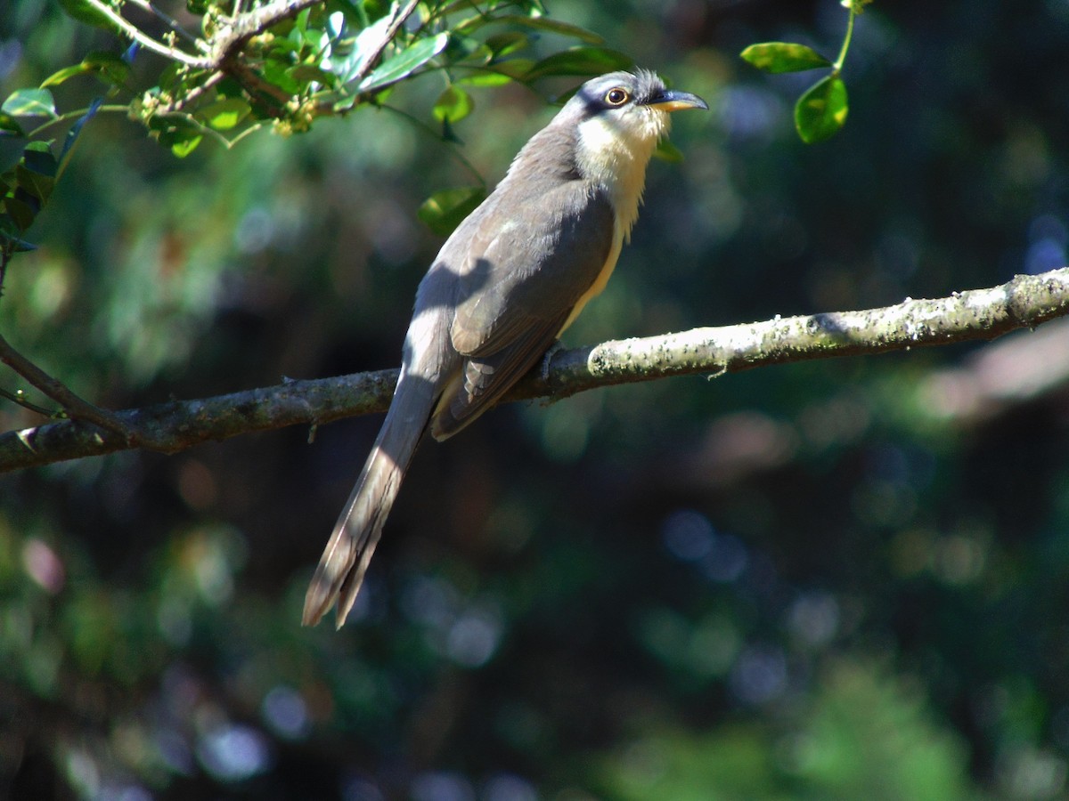 Mangrove Cuckoo - ML520399011