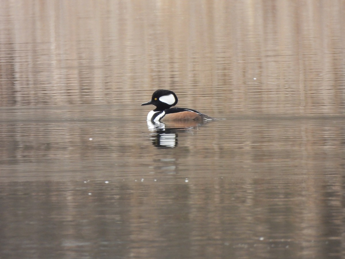 Hooded Merganser - ML520399451