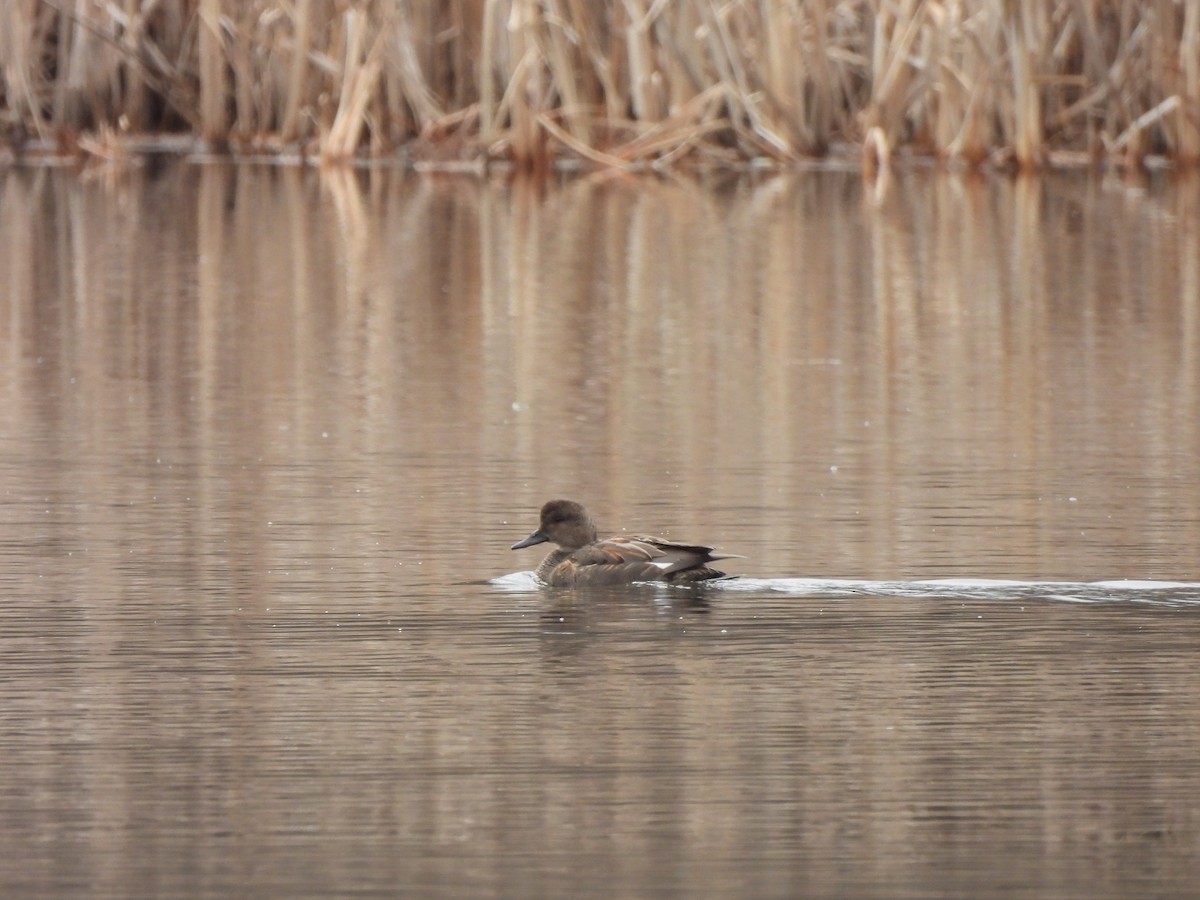 Gadwall - ML520399811