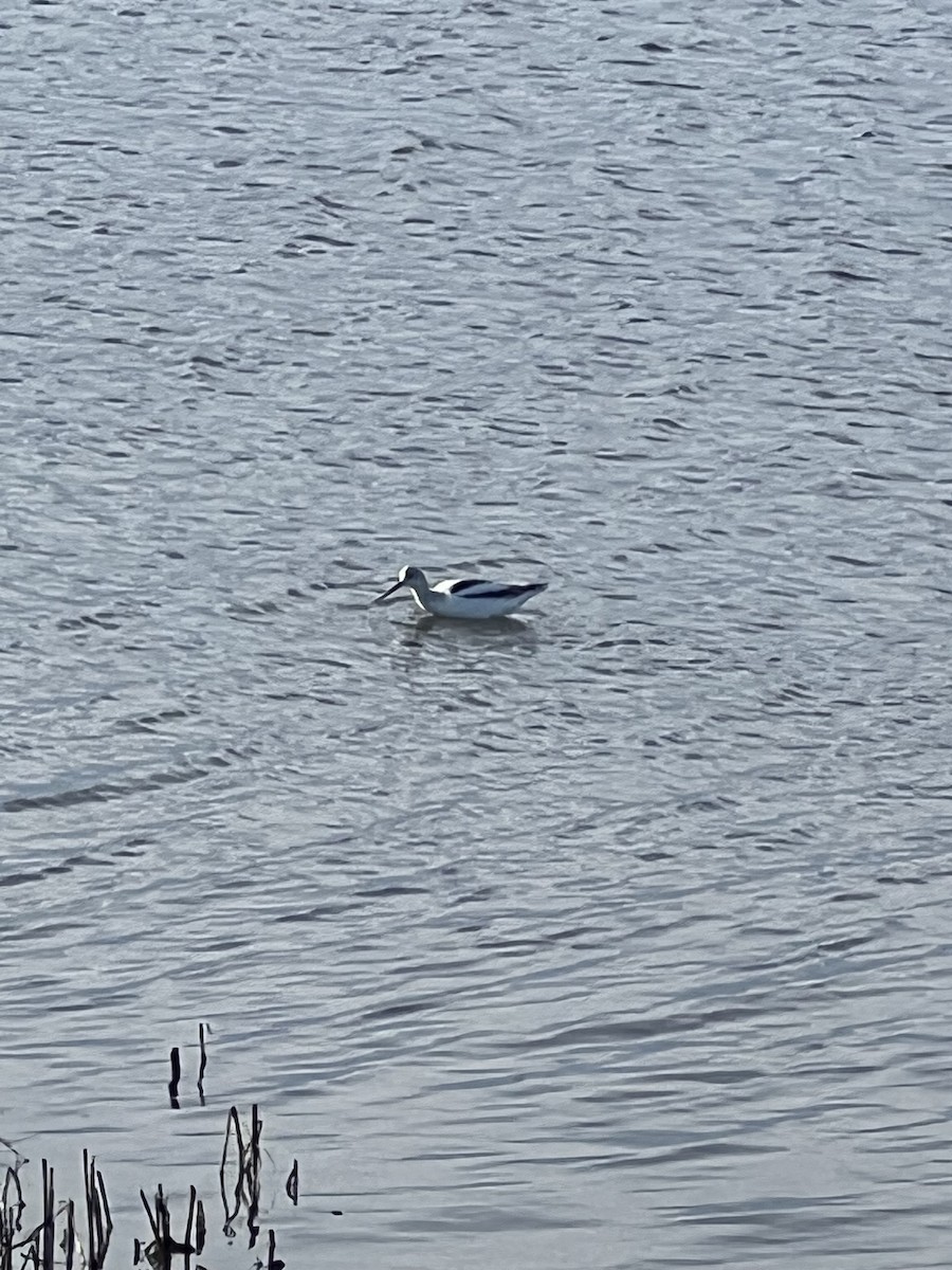 American Avocet - ML520401261