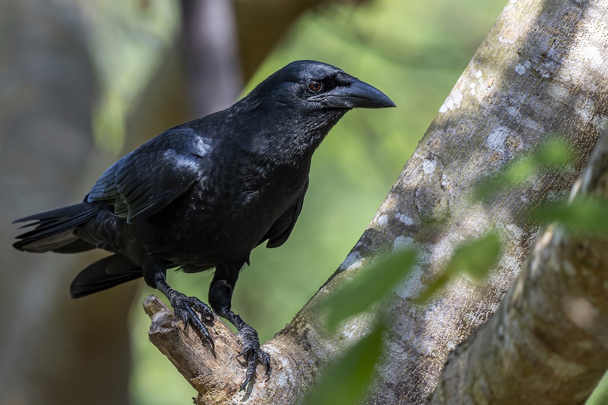 Cuban Crow - ML520401371