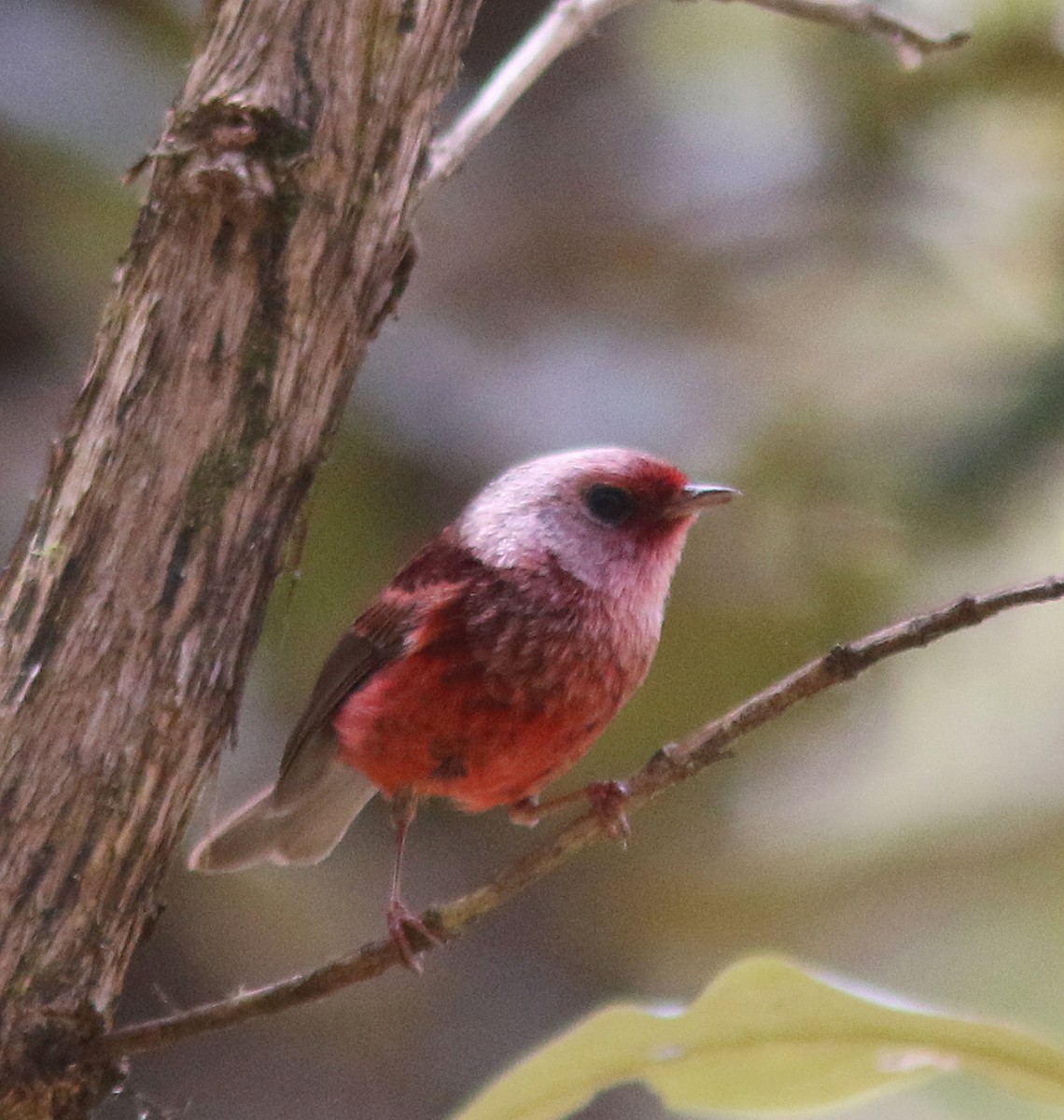 Pink-headed Warbler - Jorge Montejo