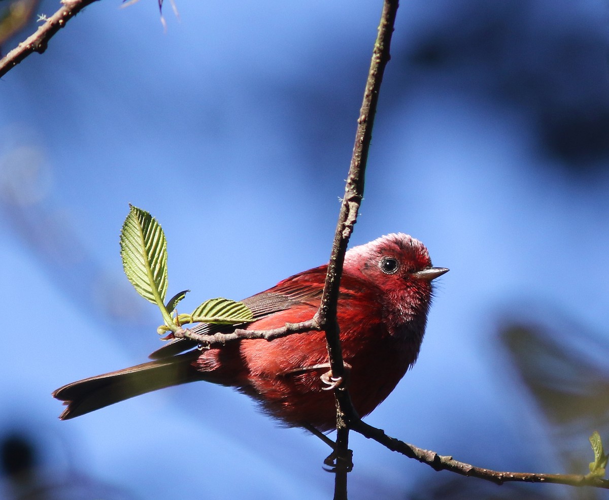 Pink-headed Warbler - ML520404511