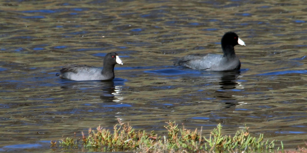 American Coot - ML520404841