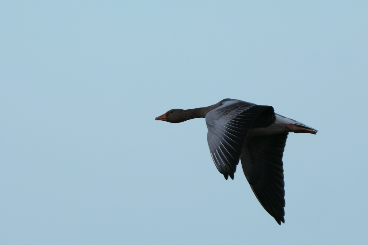 Graylag Goose - ML520405321