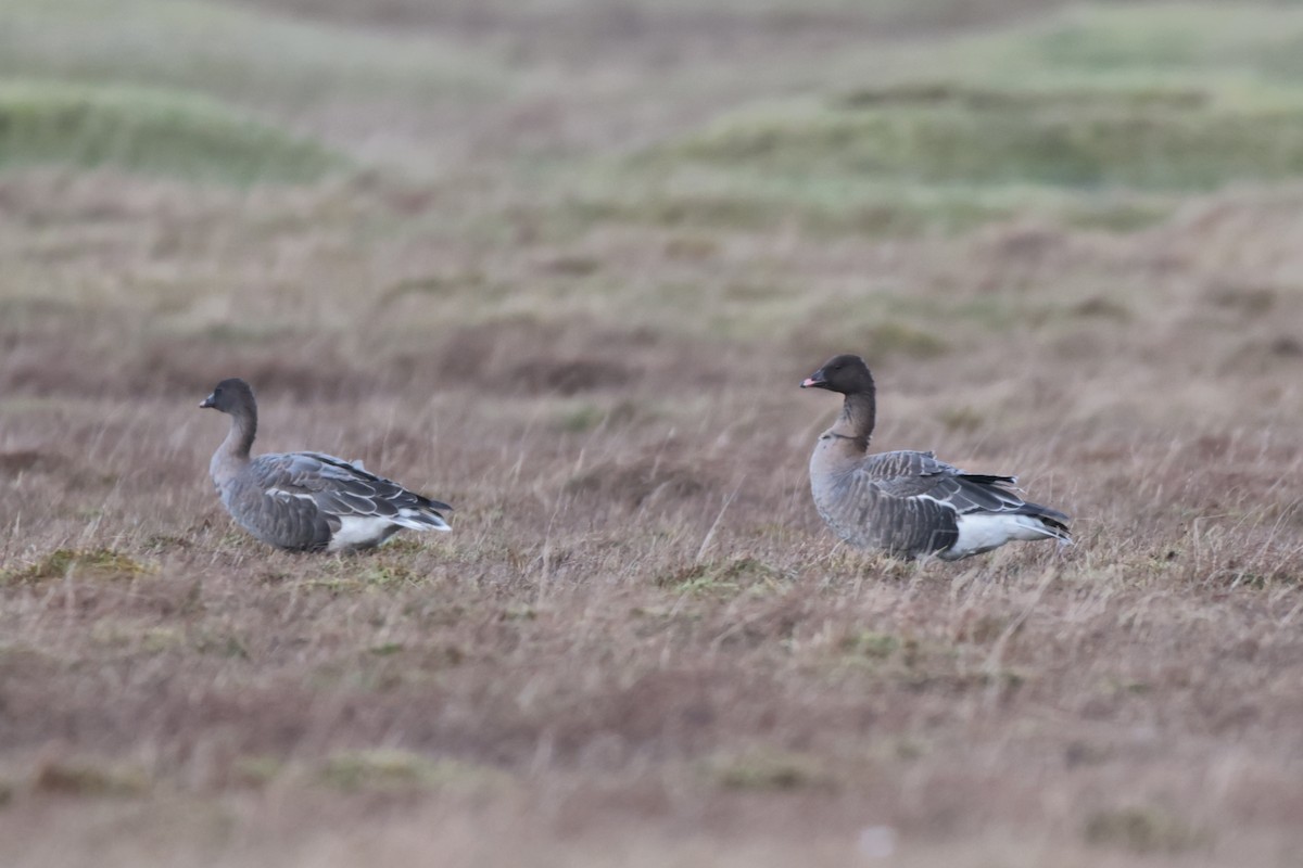 Pink-footed Goose - ML520405441