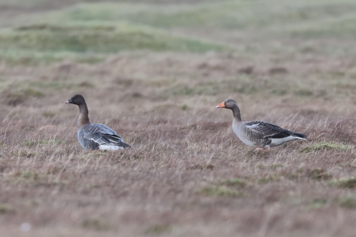 Pink-footed Goose - Seán Holland