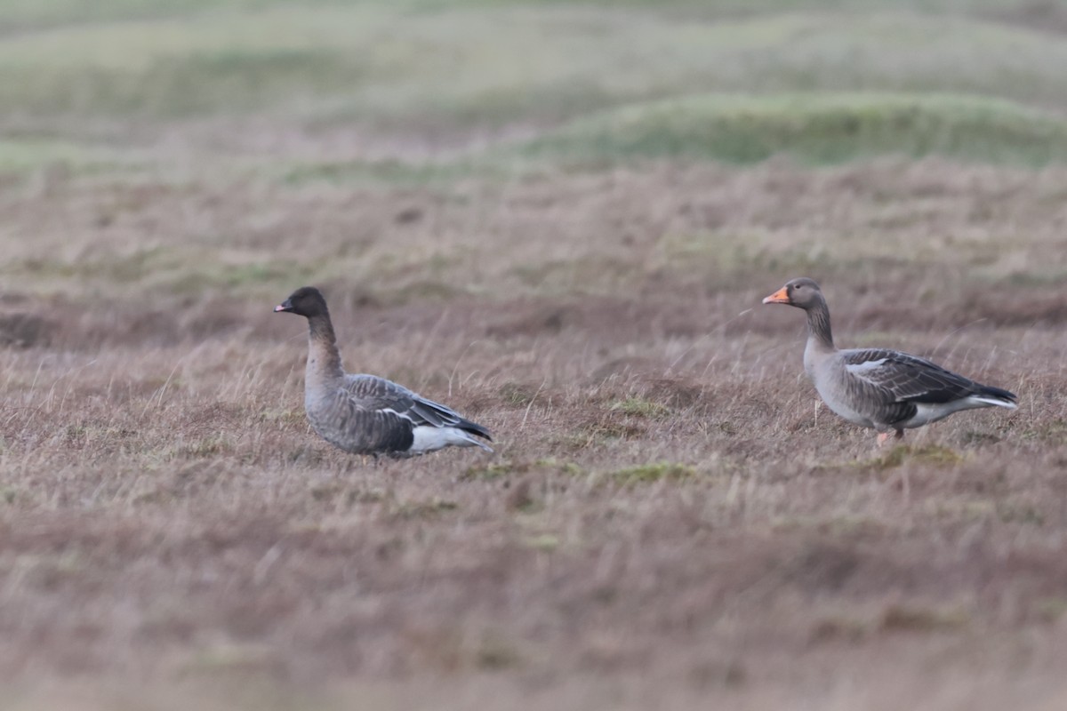 Pink-footed Goose - ML520405471