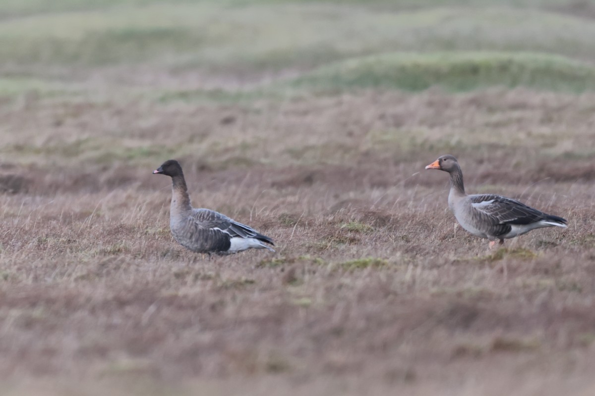 Pink-footed Goose - ML520405471
