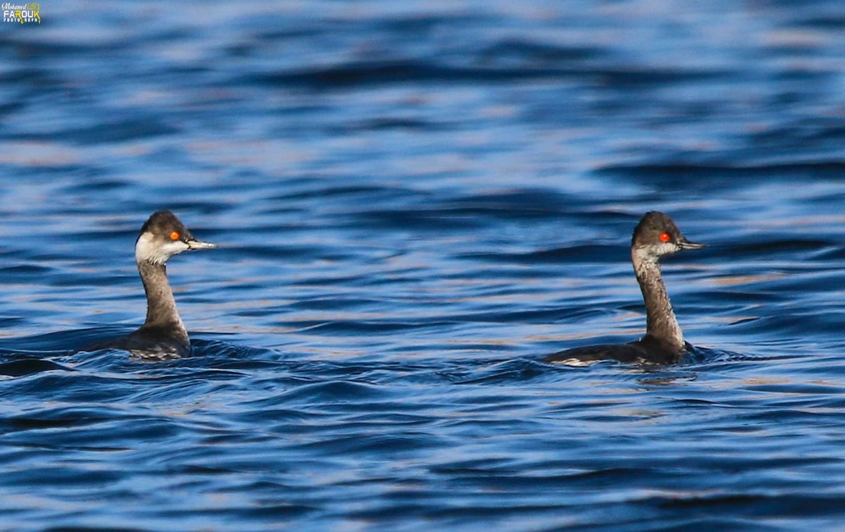 Eared Grebe - ML520405621