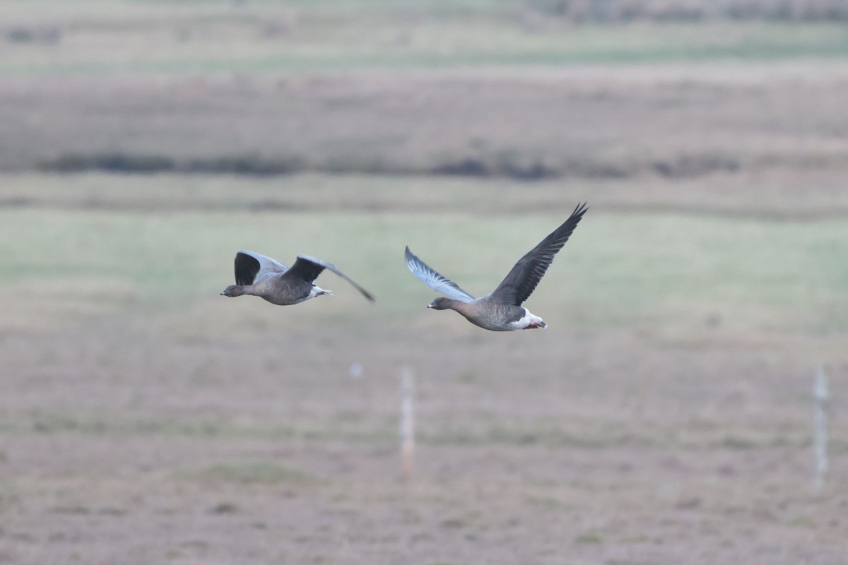 Pink-footed Goose - ML520405741