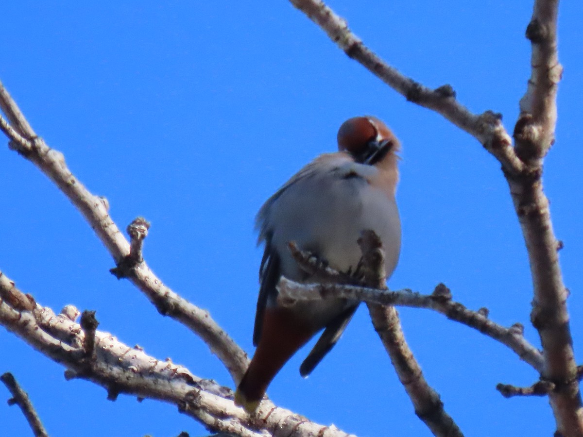 Bohemian Waxwing - ML520405851