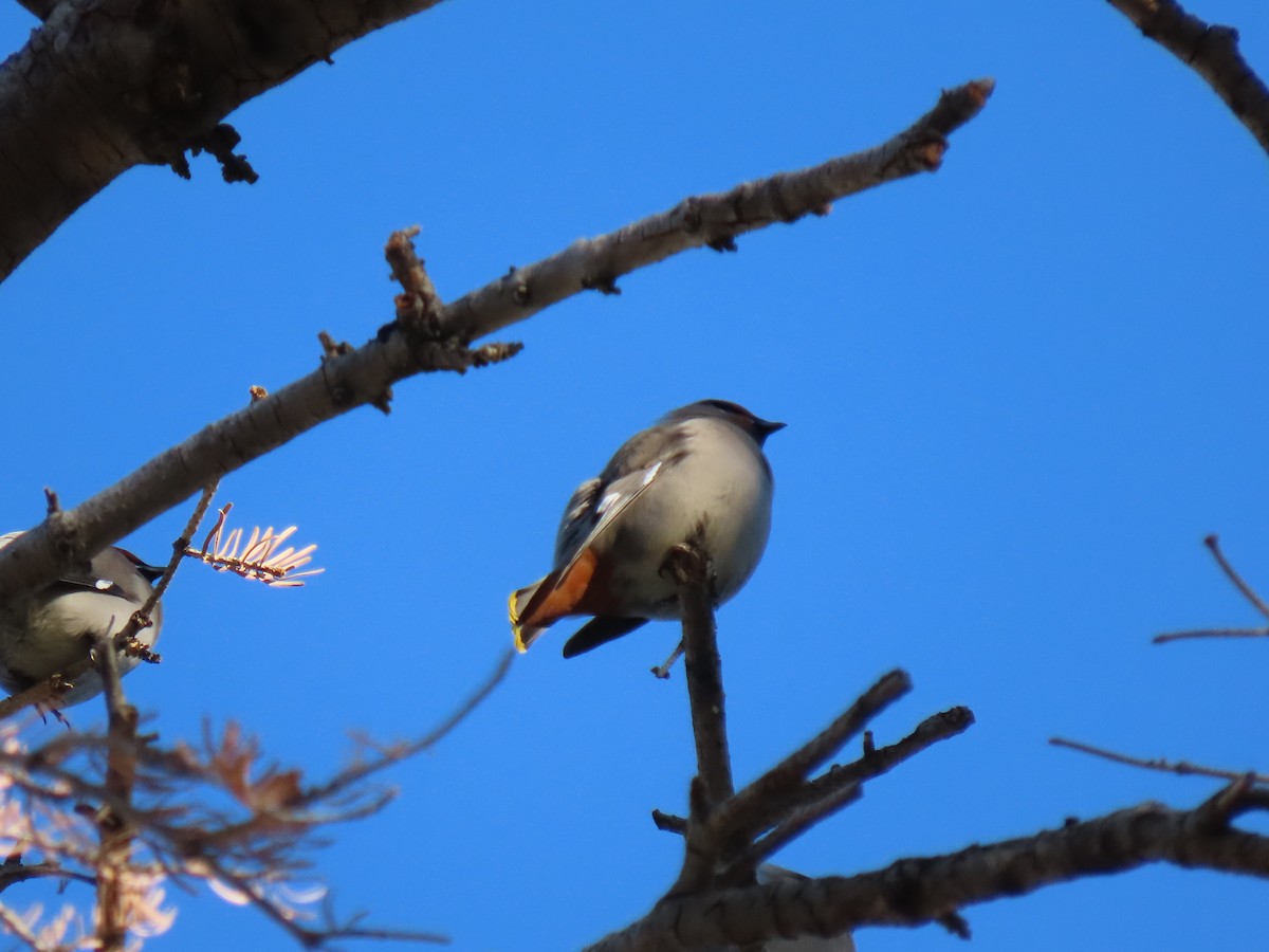 Bohemian Waxwing - ML520405861