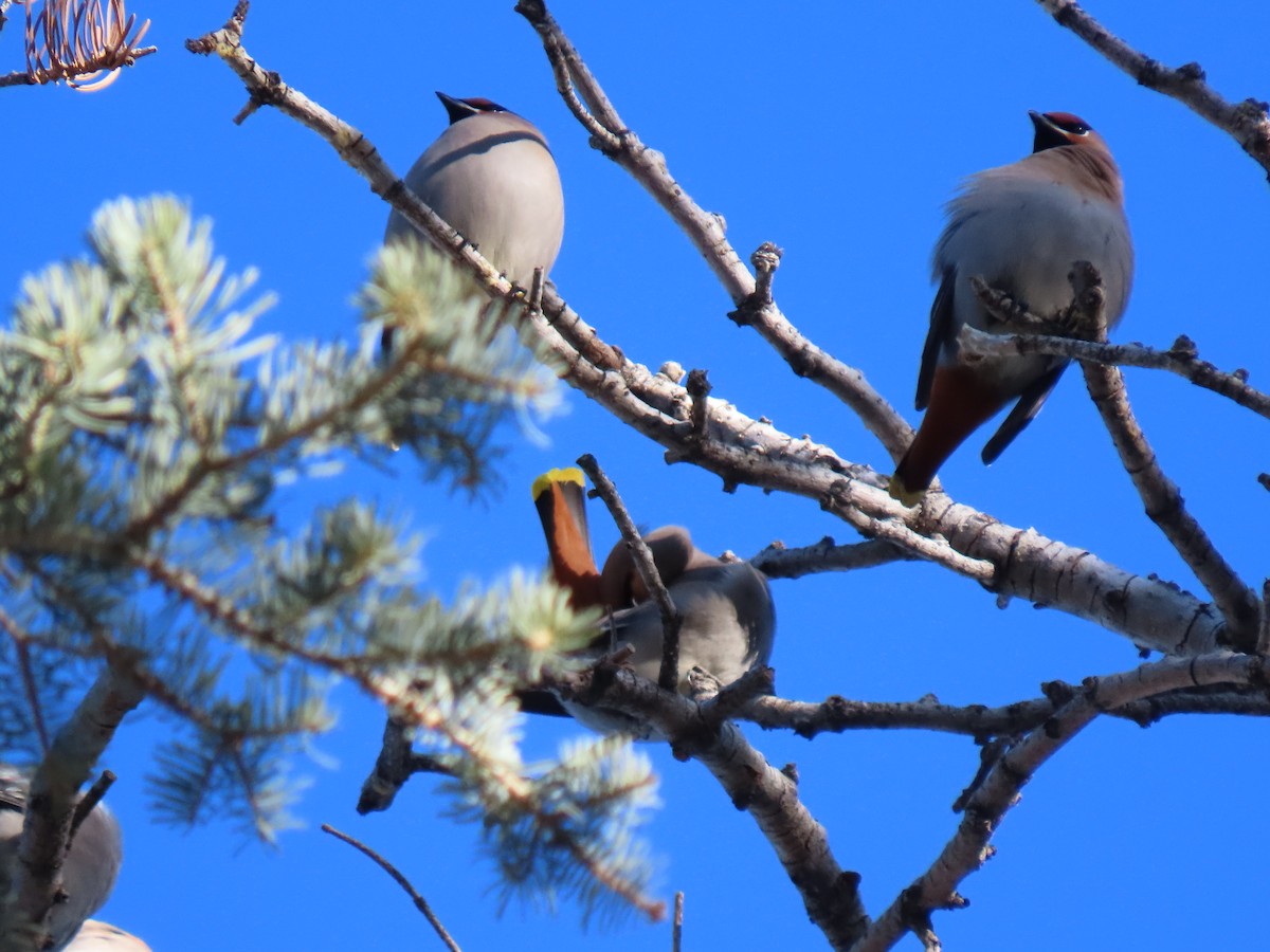 Bohemian Waxwing - ML520405871