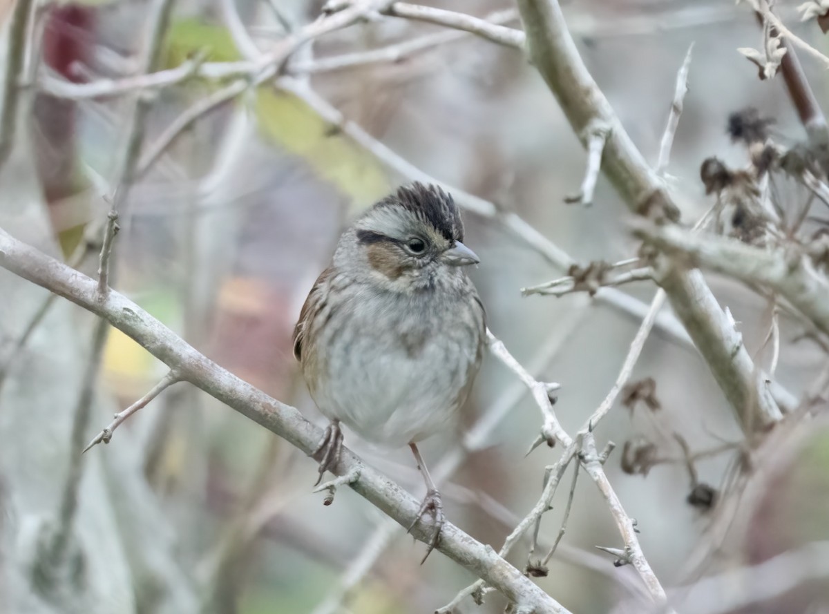 sumpspurv - ML520406501