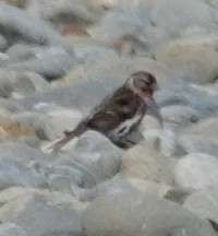 Lesser Redpoll - ML520406561