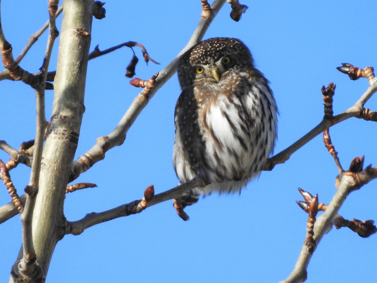 Northern Pygmy-Owl - ML520406761