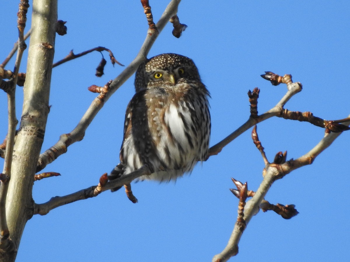 Northern Pygmy-Owl - ML520406791