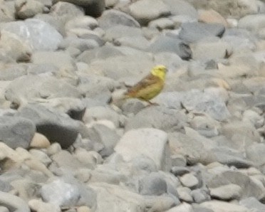 Yellowhammer - ML520407001