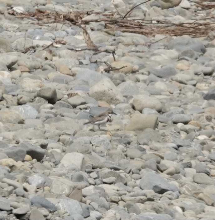 Double-banded Plover - ML520407081