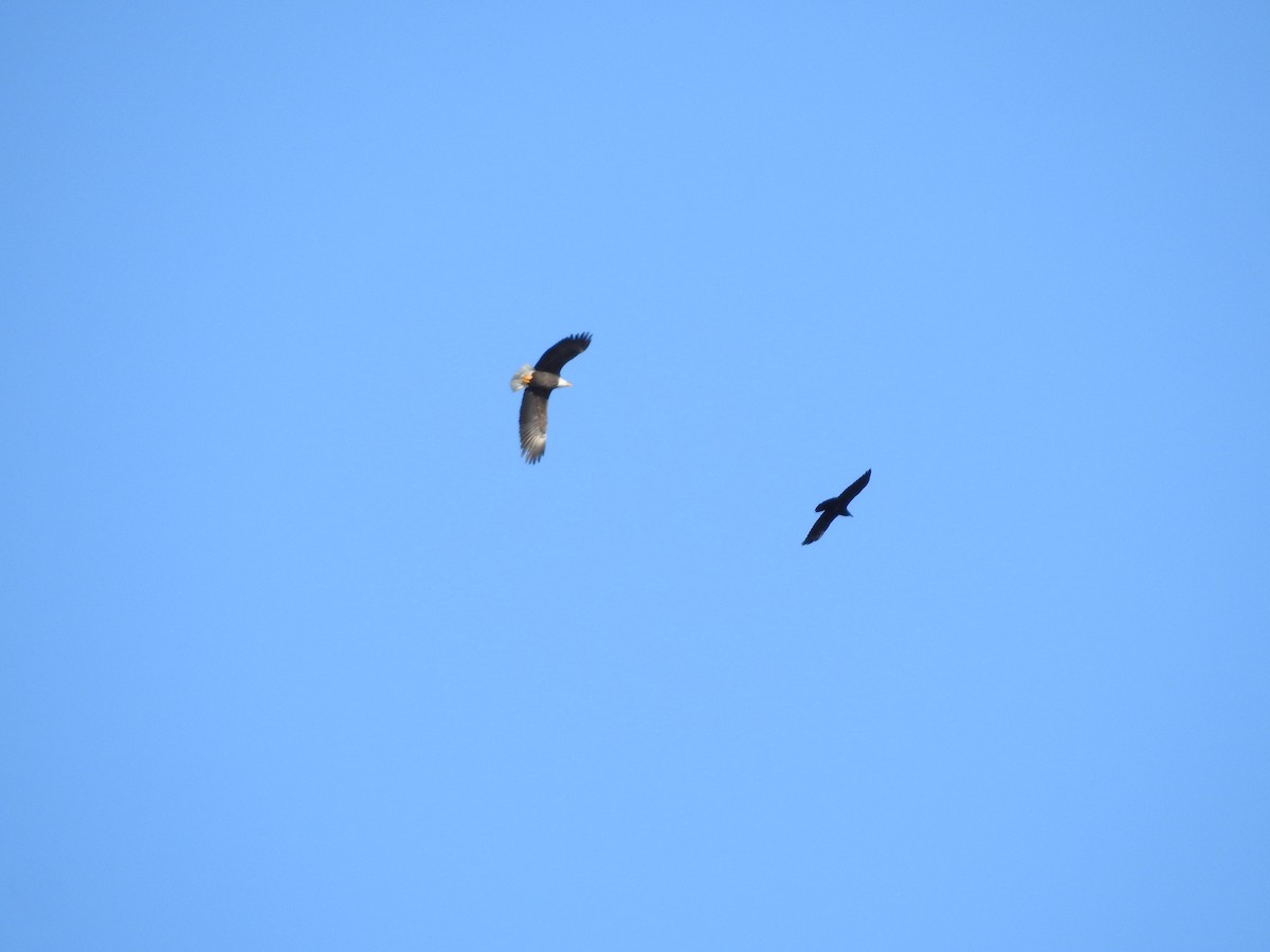 Bald Eagle - ML520407331