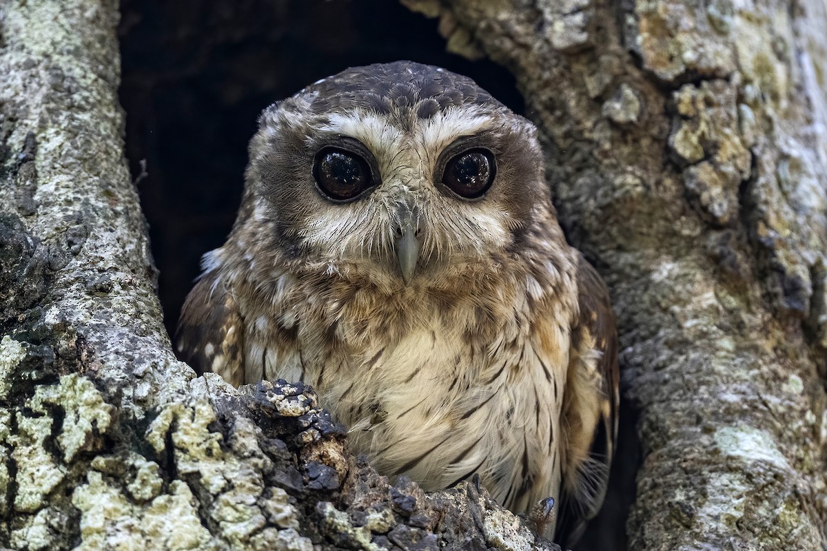 Bare-legged Owl - ML520407681