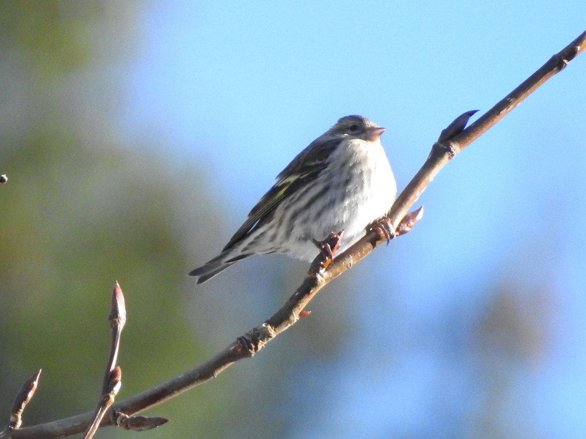 Pine Siskin - ML520407891