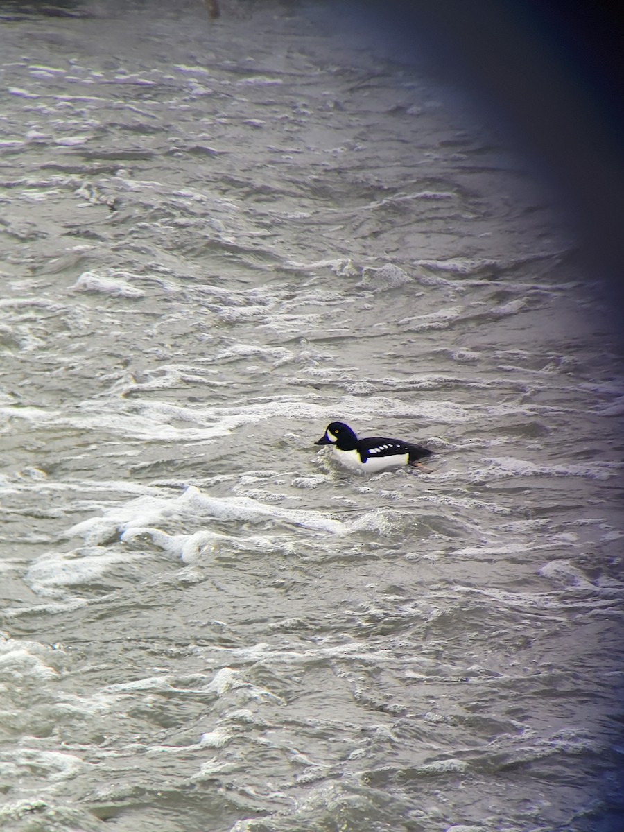 Barrow's Goldeneye - ML520408251