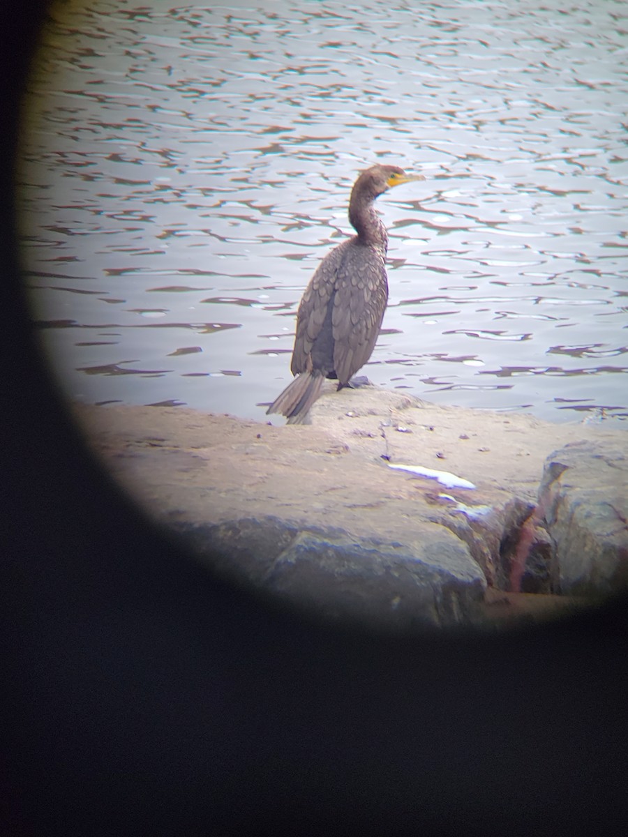 Double-crested Cormorant - ML520408351